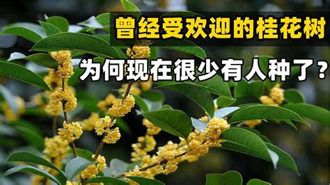 種桂花好嗎|【桂花好種嗎】桂花好種嗎？手把手教你打造香飄萬裏的桂花庭園。